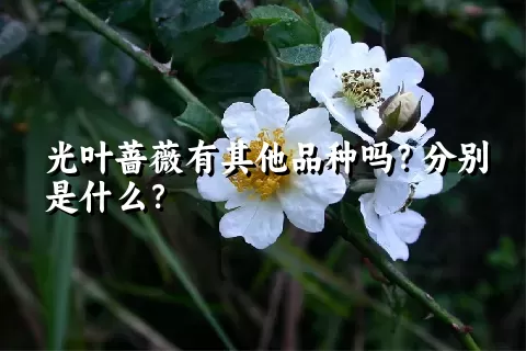 光叶蔷薇有其他品种吗？分别是什么？