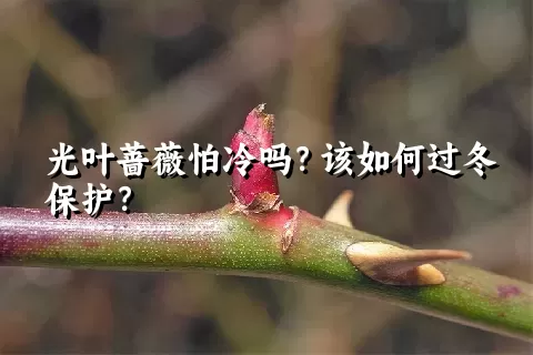 光叶蔷薇怕冷吗？该如何过冬保护？