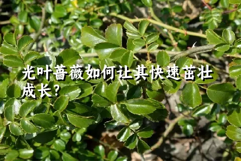 光叶蔷薇如何让其快速茁壮成长？