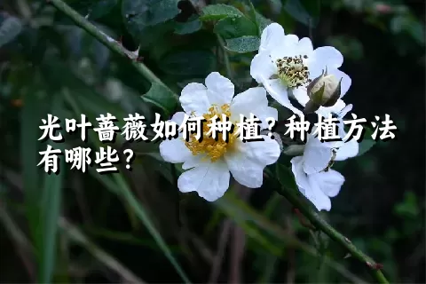 光叶蔷薇如何种植？种植方法有哪些？