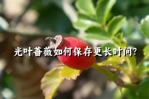 光叶蔷薇如何保存更长时间？