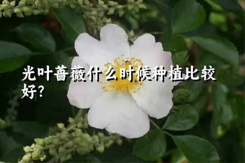 光叶蔷薇什么时候种植比较好？