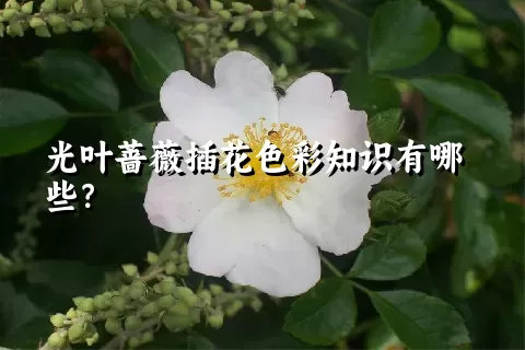 光叶蔷薇插花色彩知识有哪些？