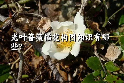 光叶蔷薇插花构图知识有哪些？