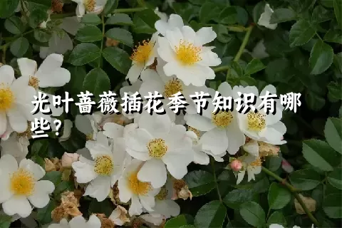 光叶蔷薇插花季节知识有哪些？