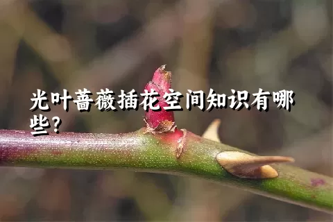 光叶蔷薇插花空间知识有哪些？