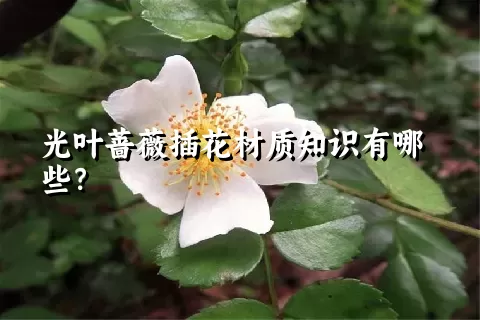 光叶蔷薇插花材质知识有哪些？