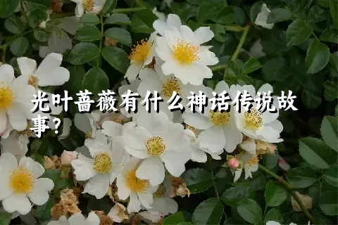 光叶蔷薇有什么神话传说故事？