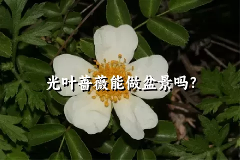 光叶蔷薇能做盆景吗？