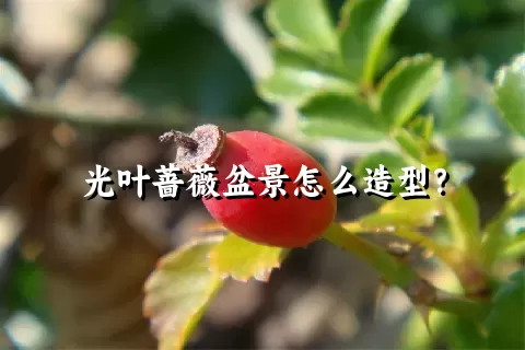 光叶蔷薇盆景怎么造型？