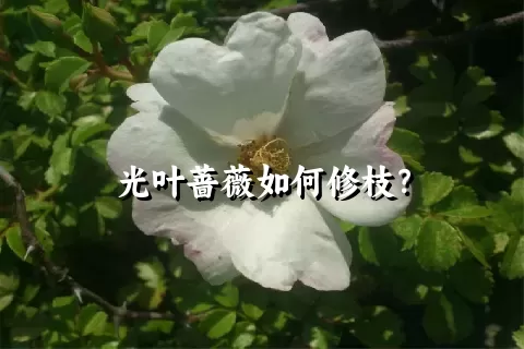 光叶蔷薇如何修枝？