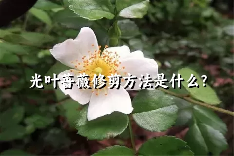 光叶蔷薇修剪方法是什么？