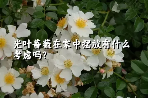 光叶蔷薇在家中摆放有什么考虑吗？