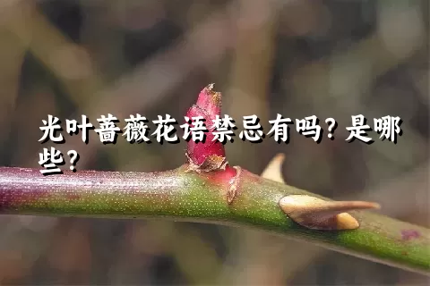 光叶蔷薇花语禁忌有吗？是哪些？