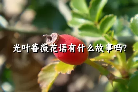 光叶蔷薇花语有什么故事吗？