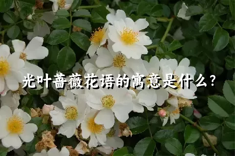 光叶蔷薇花语的寓意是什么？