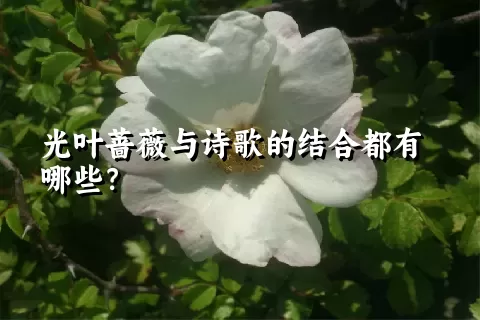 光叶蔷薇与诗歌的结合都有哪些？