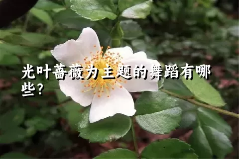 光叶蔷薇为主题的舞蹈有哪些？