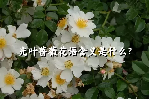 光叶蔷薇花语含义是什么？