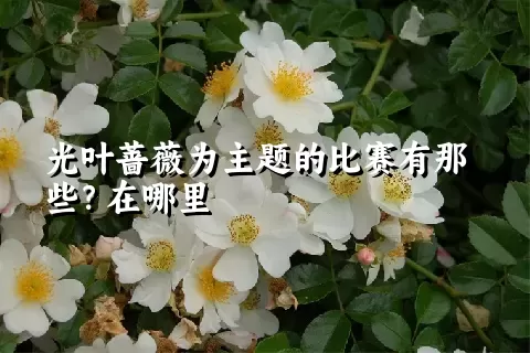 光叶蔷薇为主题的比赛有那些？在哪里