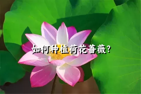 如何种植荷花蔷薇？