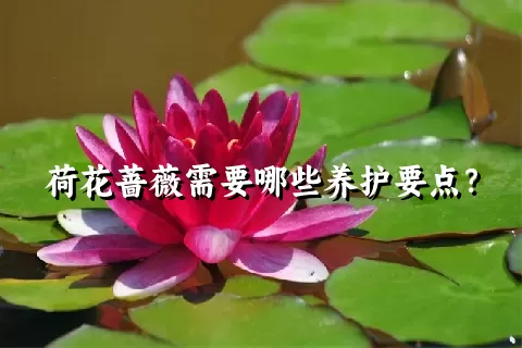 荷花蔷薇需要哪些养护要点？