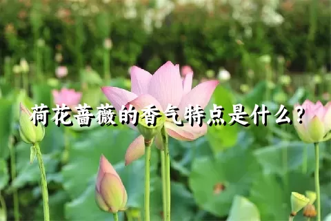 荷花蔷薇的香气特点是什么？