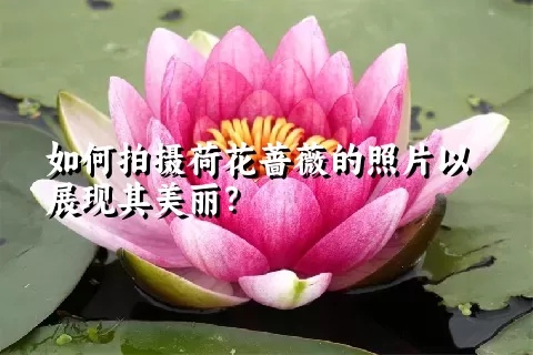 如何拍摄荷花蔷薇的照片以展现其美丽？