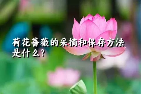 荷花蔷薇的采摘和保存方法是什么？