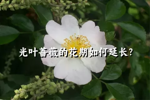 光叶蔷薇的花期如何延长？