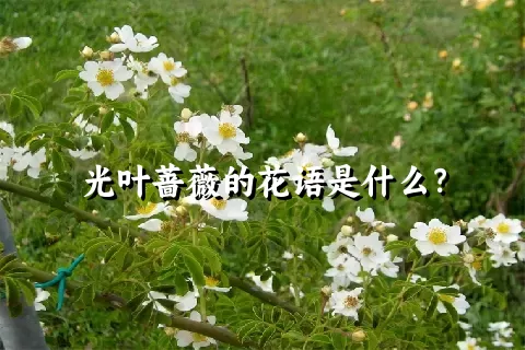 光叶蔷薇的花语是什么？