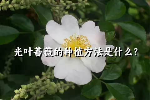 光叶蔷薇的种植方法是什么？