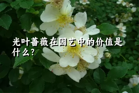 光叶蔷薇在园艺中的价值是什么？