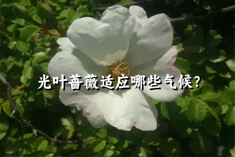 光叶蔷薇适应哪些气候？