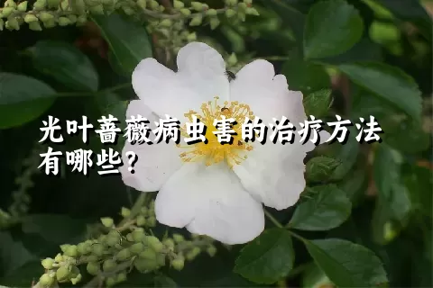 光叶蔷薇病虫害的治疗方法有哪些？