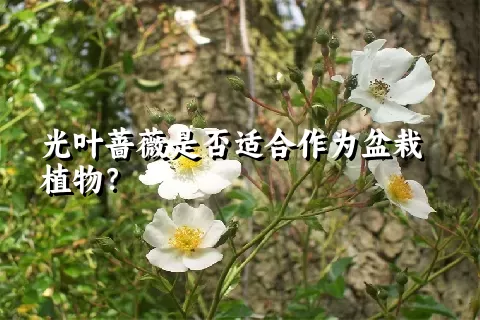 光叶蔷薇是否适合作为盆栽植物？