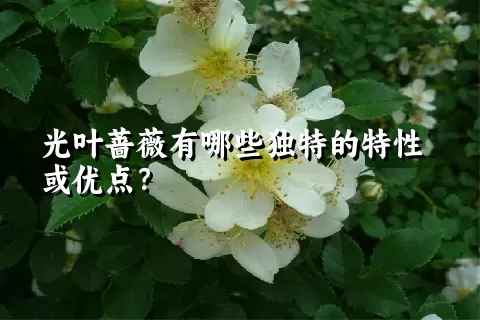 光叶蔷薇有哪些独特的特性或优点？