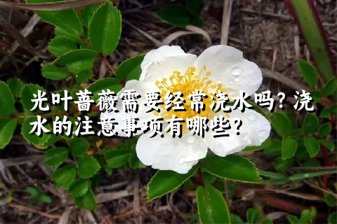 光叶蔷薇需要经常浇水吗？浇水的注意事项有哪些？