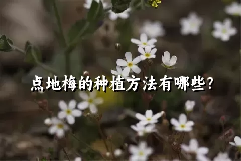 点地梅的种植方法有哪些？