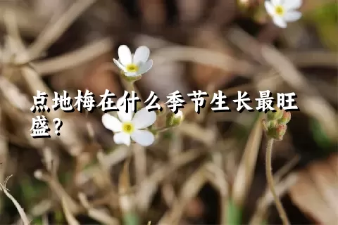 点地梅在什么季节生长最旺盛？