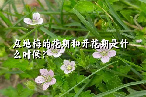 点地梅的花期和开花期是什么时候？