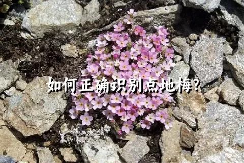 如何正确识别点地梅？