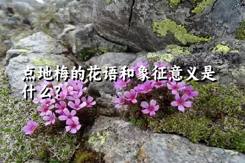 点地梅的花语和象征意义是什么？