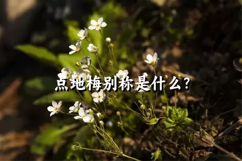 点地梅别称是什么？