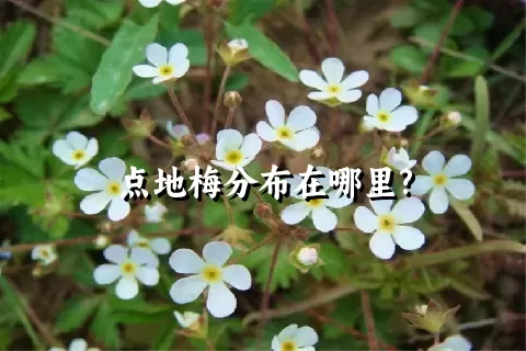 点地梅分布在哪里?