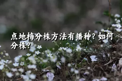 点地梅分株方法有播种？如何分株？