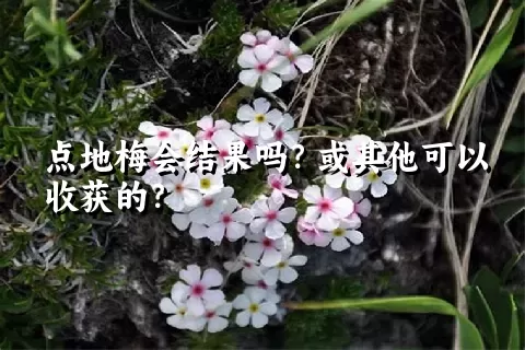 点地梅会结果吗？或其他可以收获的？