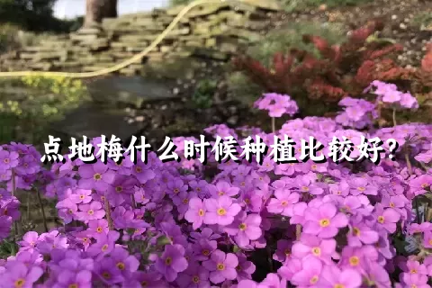 点地梅什么时候种植比较好？