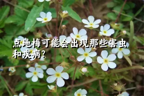 点地梅可能会出现那些害虫和疾病？