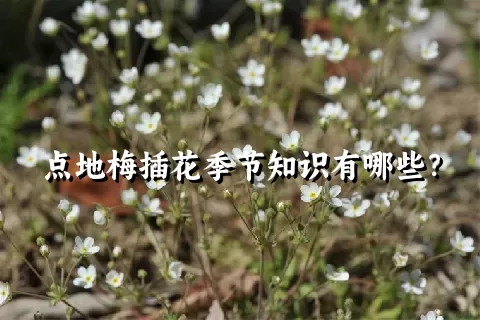 点地梅插花季节知识有哪些？